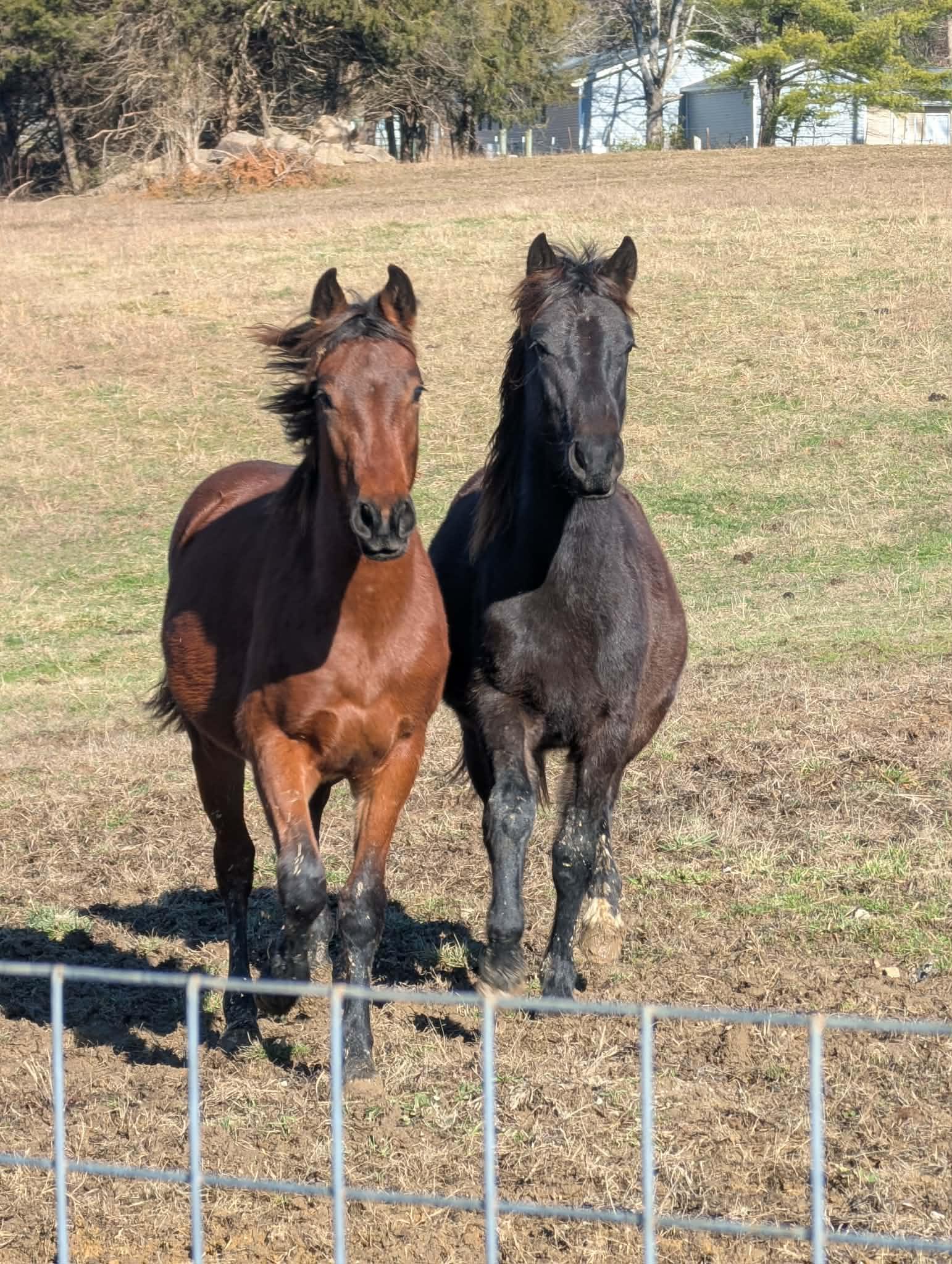 Wembley-, a Adoptable mixed breed in Huntington, WV image 6/6