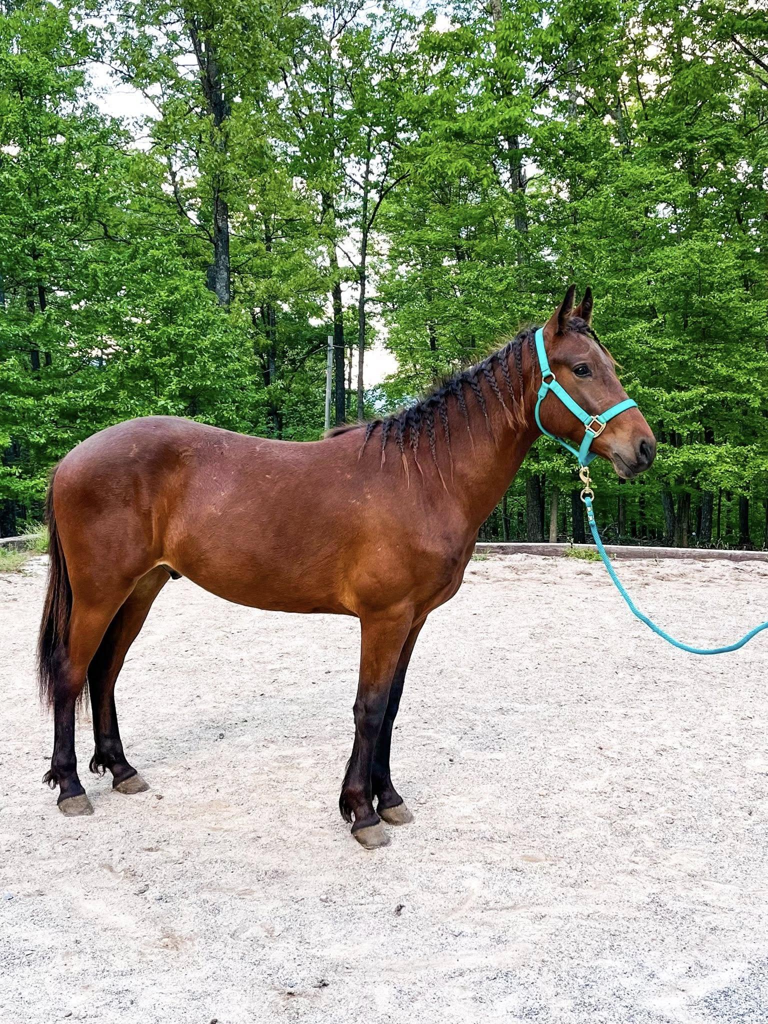 Wembley- ATFO 2026 Whippersnapper Division, Adoptable, Young Male Quarterhorse & Appaloosa.