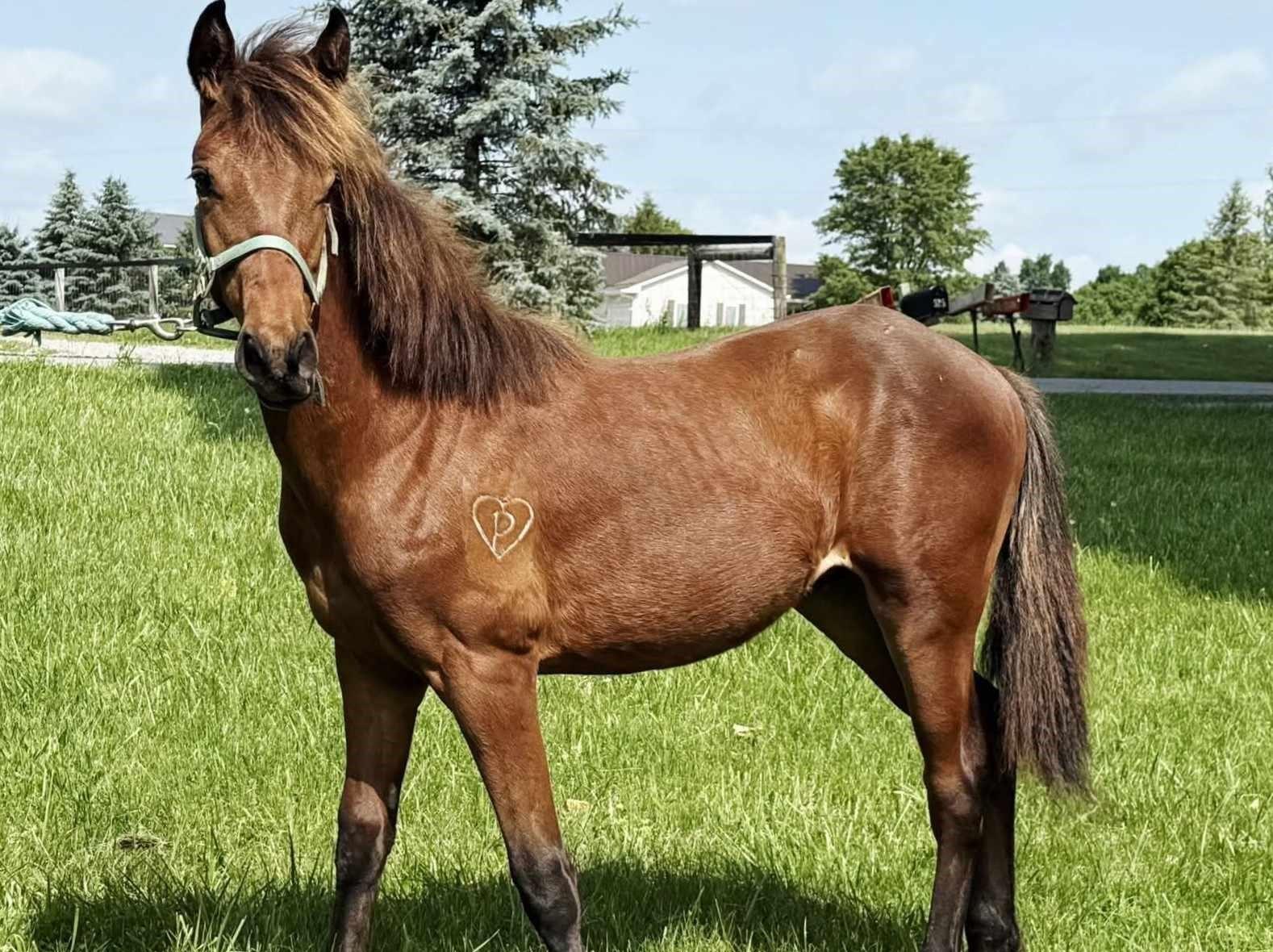 Enlarge Wembley-, a Adoptable mixed breed in Huntington, WV image 4/6