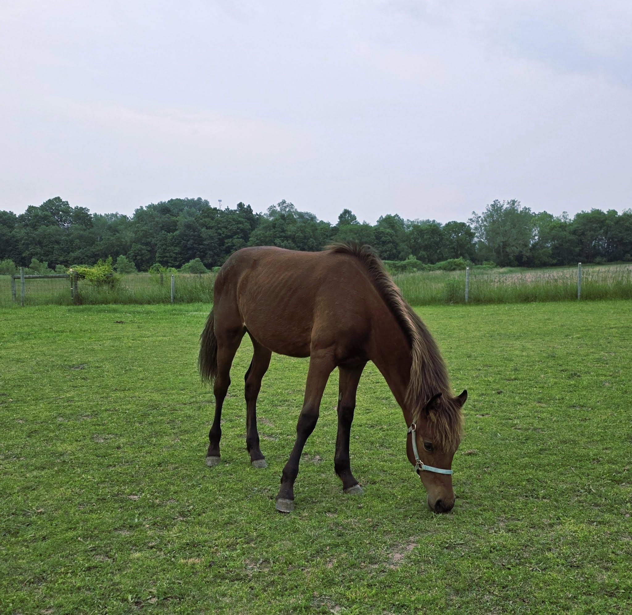 Enlarge Wembley-, a Adoptable mixed breed in Huntington, WV image 5/6