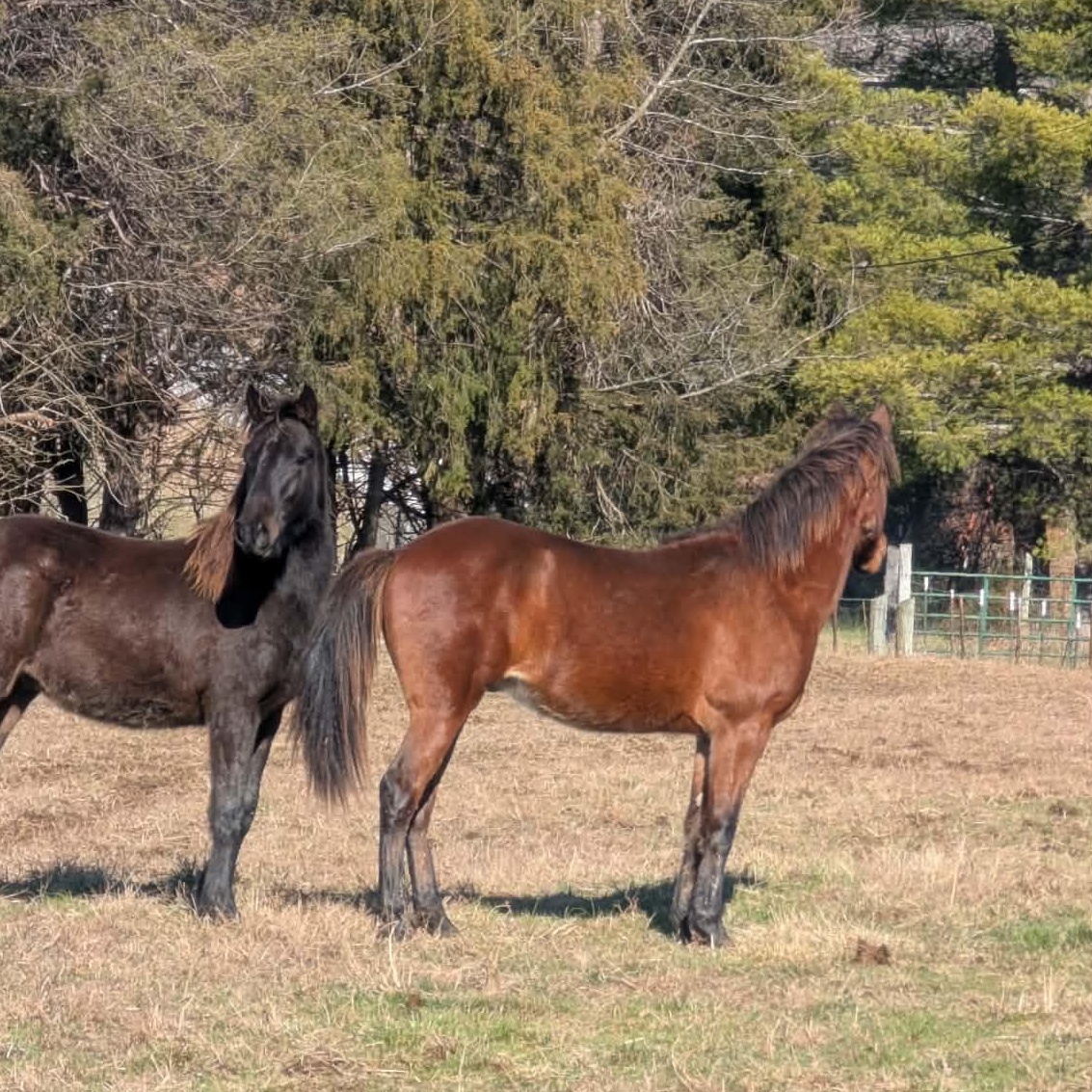 Wembley-, a Adoptable mixed breed in Huntington, WV image 5/6