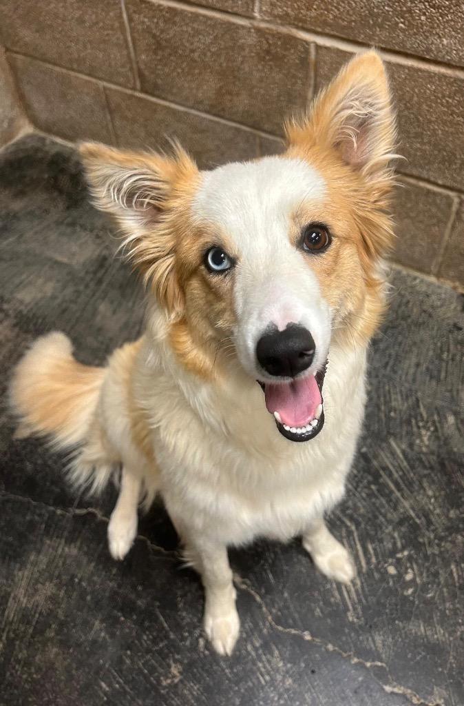 Enlarge Lilly, a Adoptable mixed breed in Midland, TX image 1/1