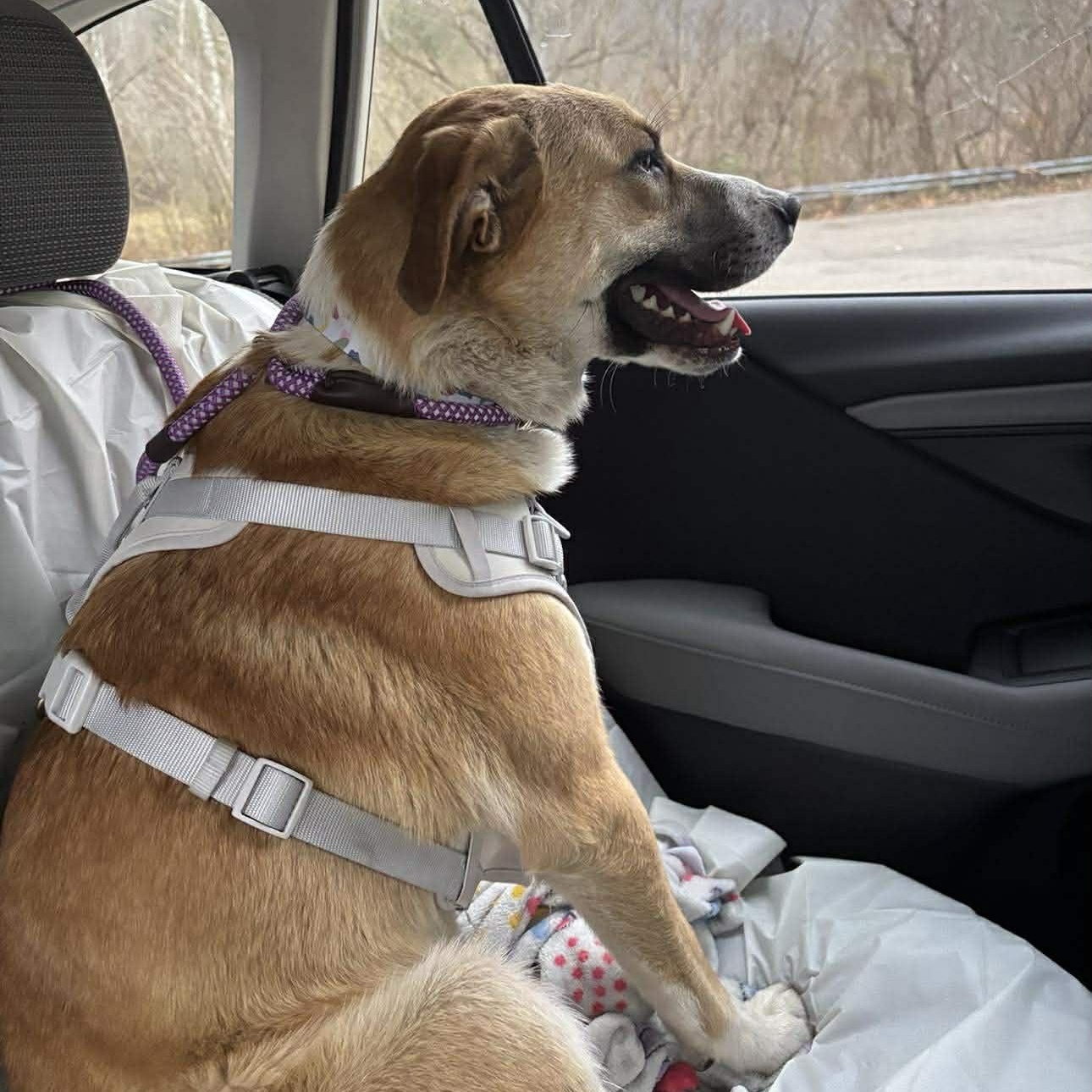 Enlarge Kris, a ADOPTABLE mixed breed in Washington, PA image 3/4