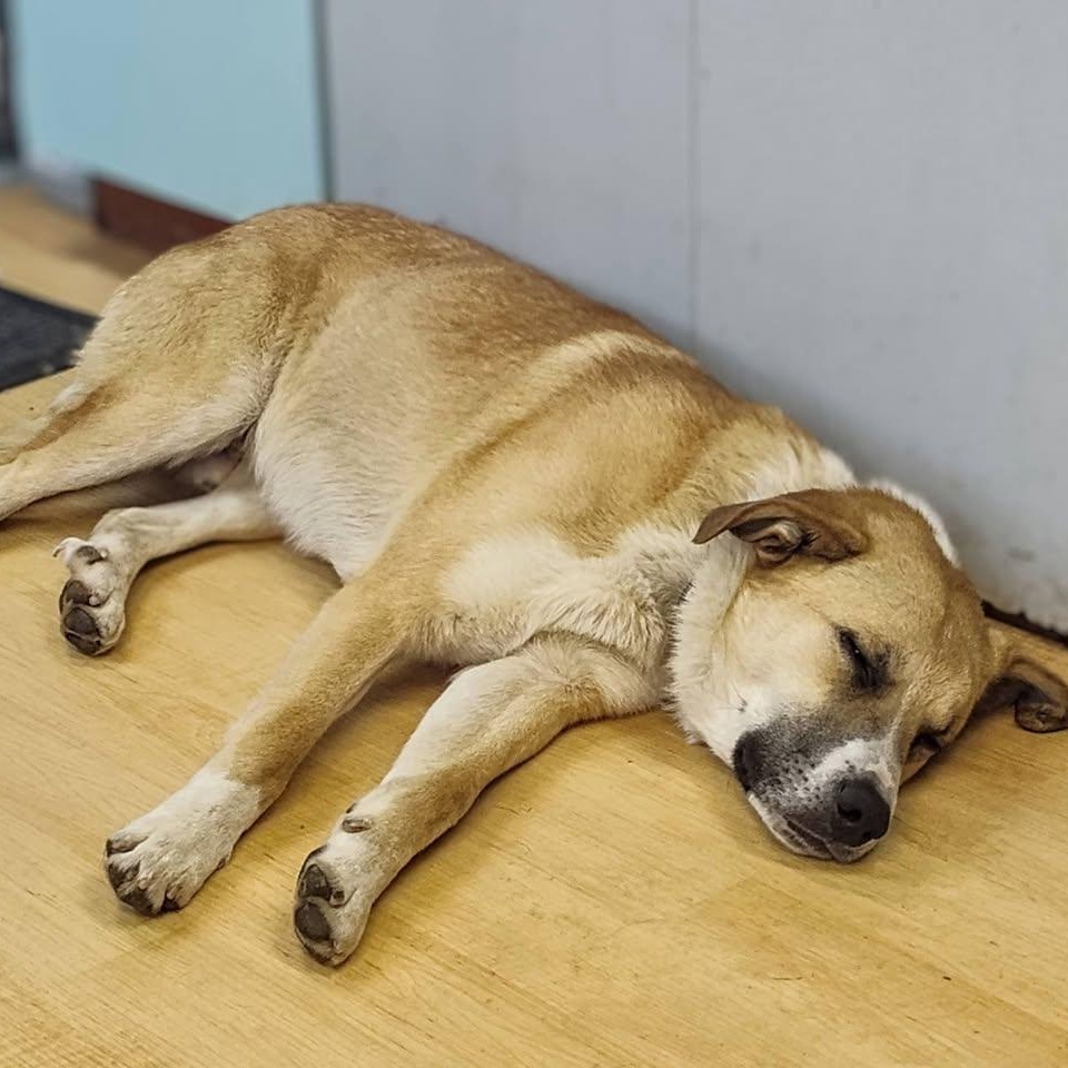 Enlarge Kris, a ADOPTABLE mixed breed in Washington, PA image 4/4