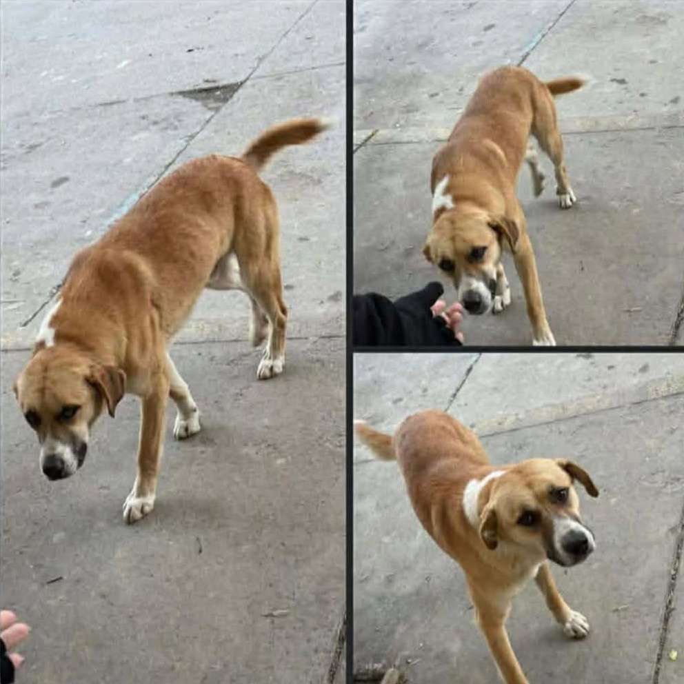 Enlarge Kris, a ADOPTABLE mixed breed in Washington, PA image 2/4