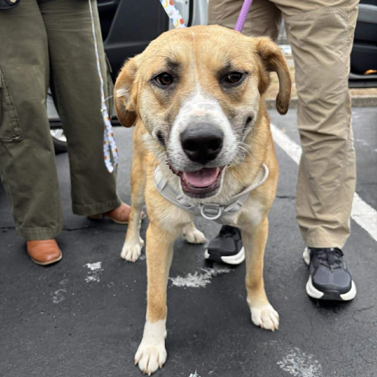 Kris, ADOPTABLE, Young Male Collie & Shepherd.