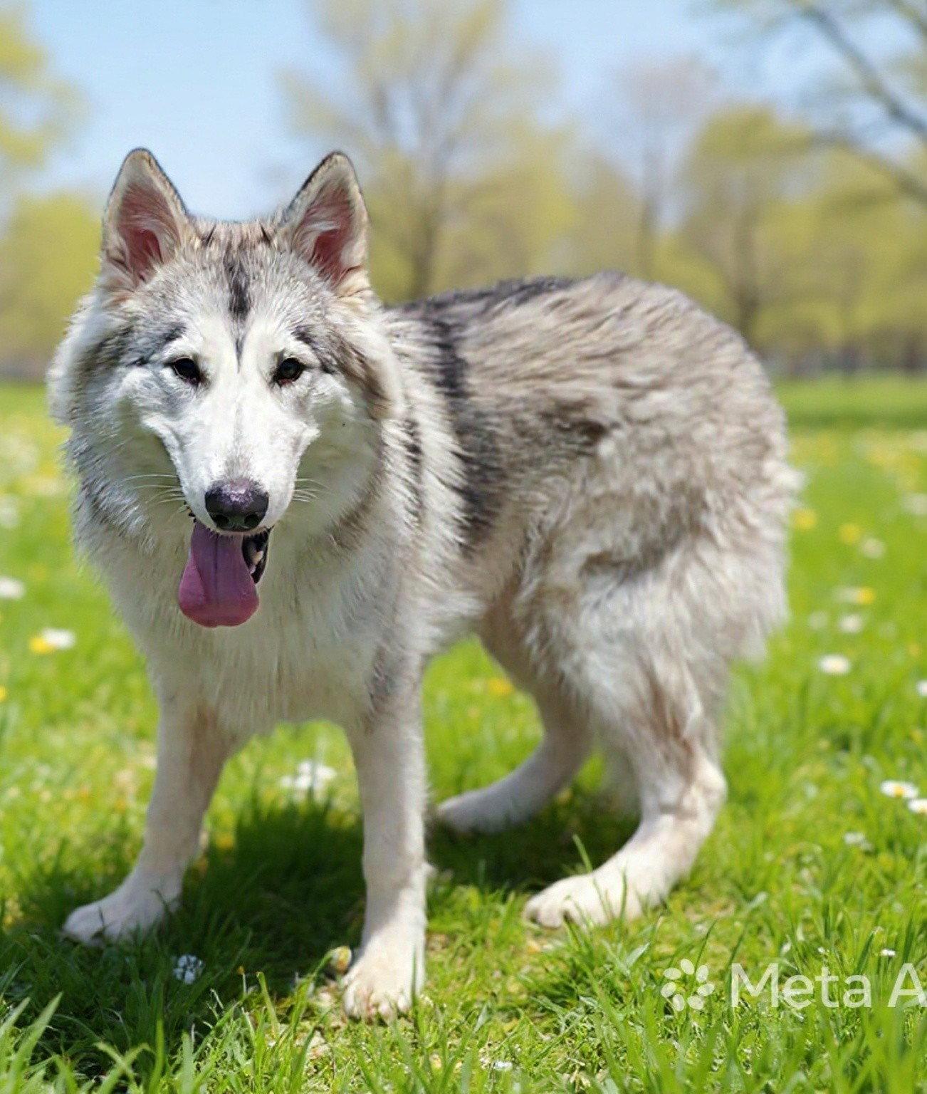 Ghost 26/307, a Adopted Alaskan Malamute in Talladega, AL image 3/3