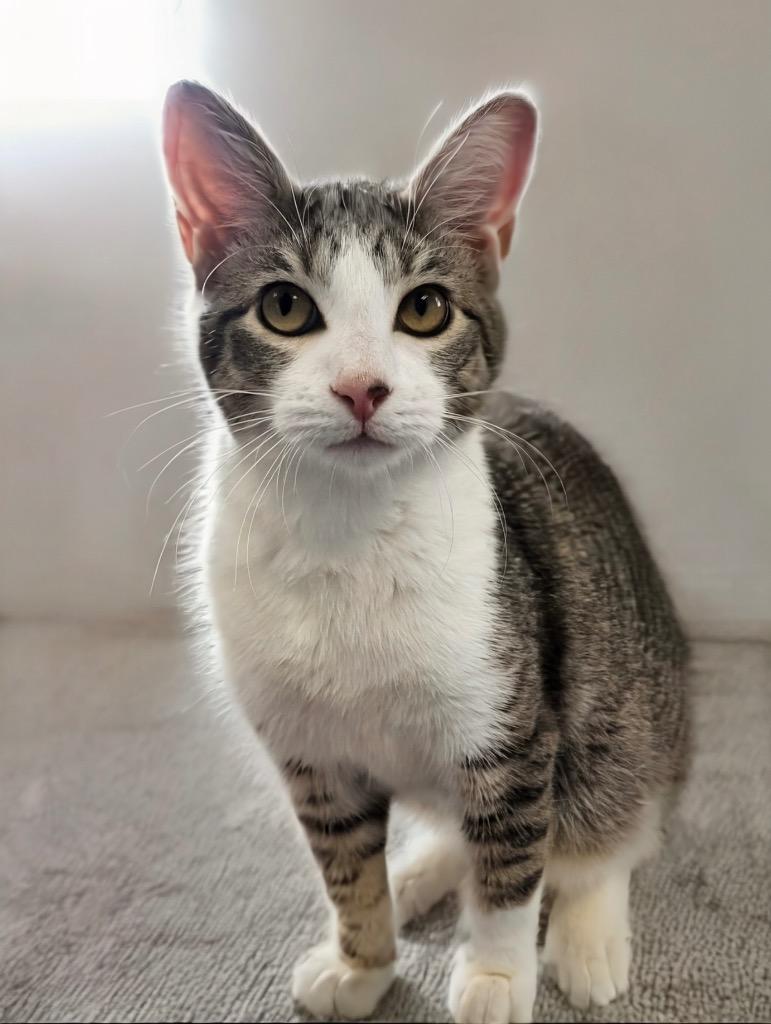 Prince-$75 October Special!, Adopted, Young Male Domestic Short Hair.