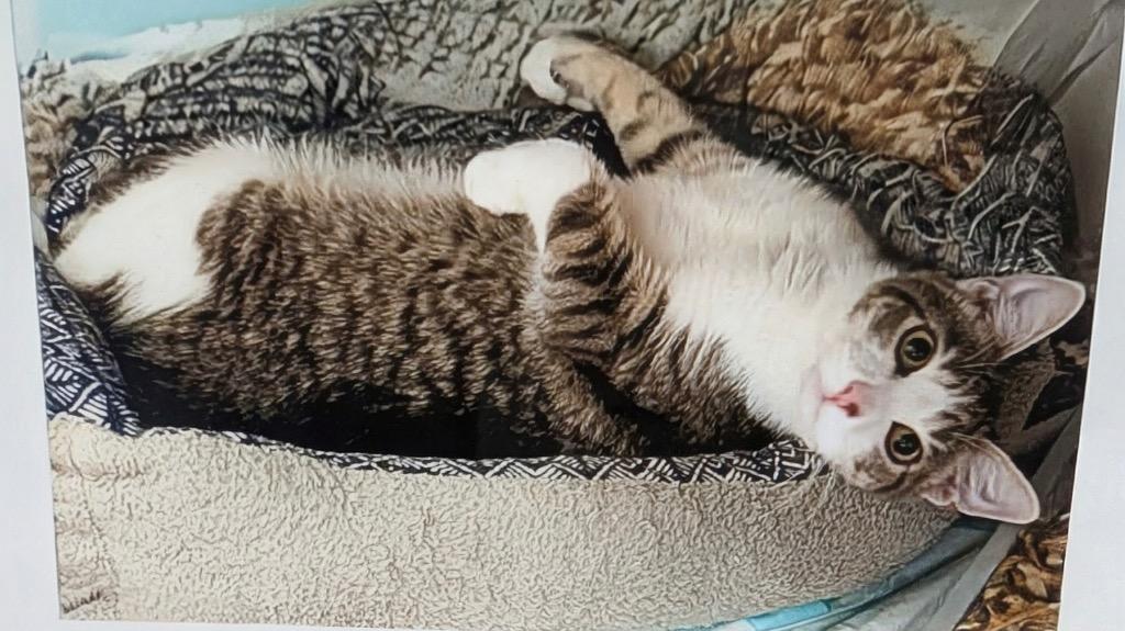 Enlarge Prince-$75 October Special!, a Adopted mixed breed in Fort Myers, FL image 2/2