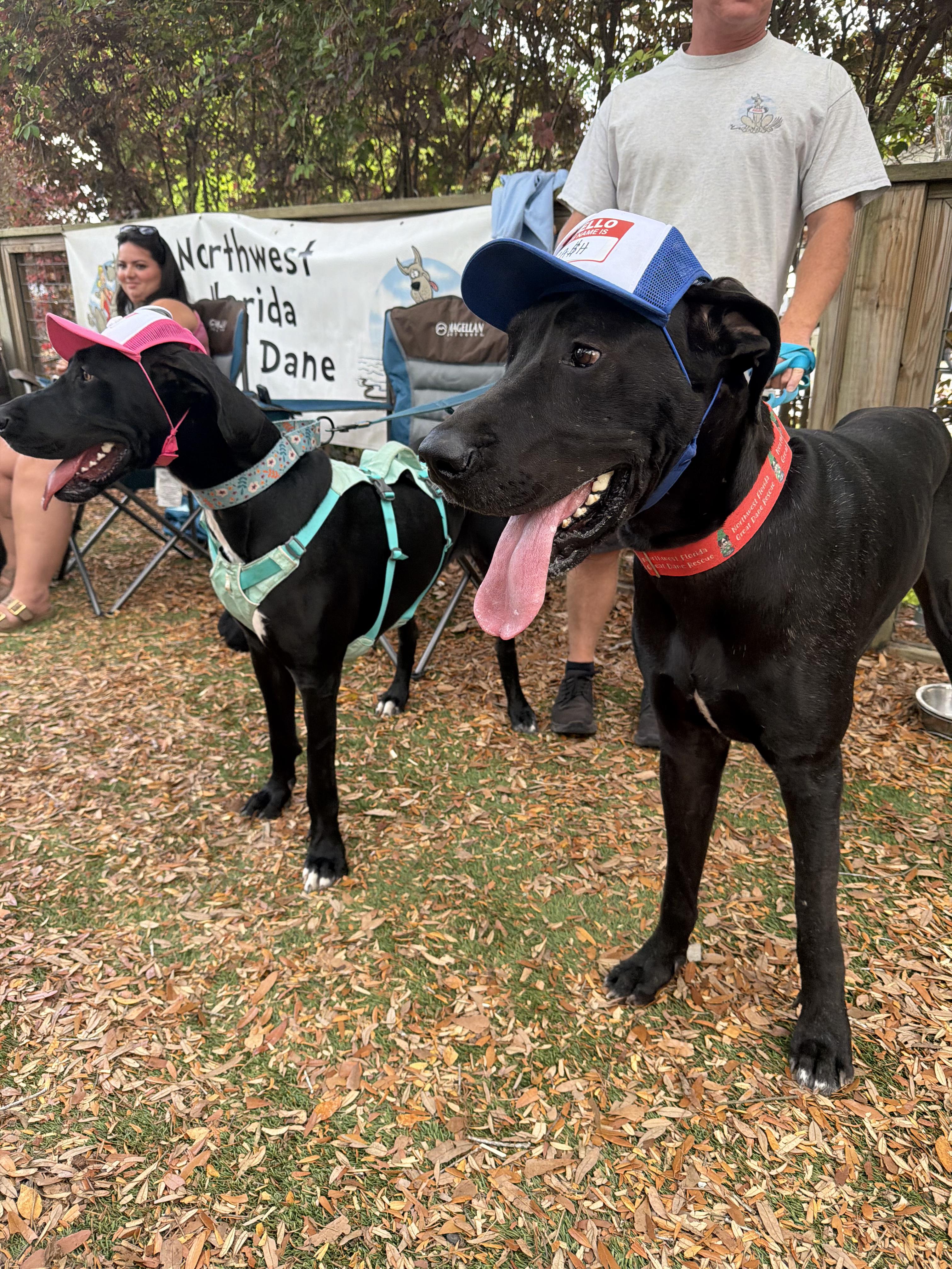 Kash with a K, a ADOPTABLE Great Dane in Pensacola, FL image 3/6