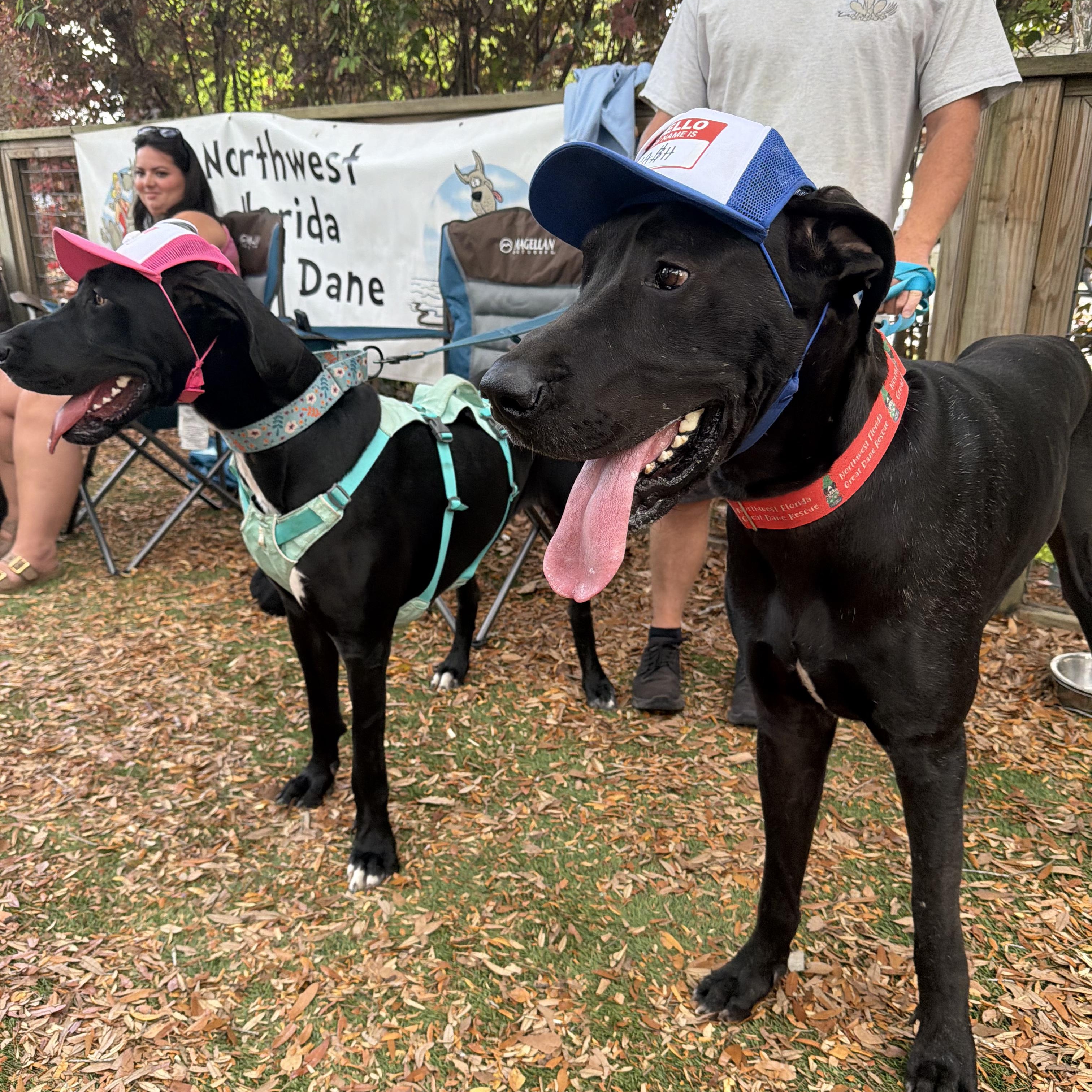 Enlarge Kash with a K, a Adoptable Great Dane in Pensacola, FL image 3/6