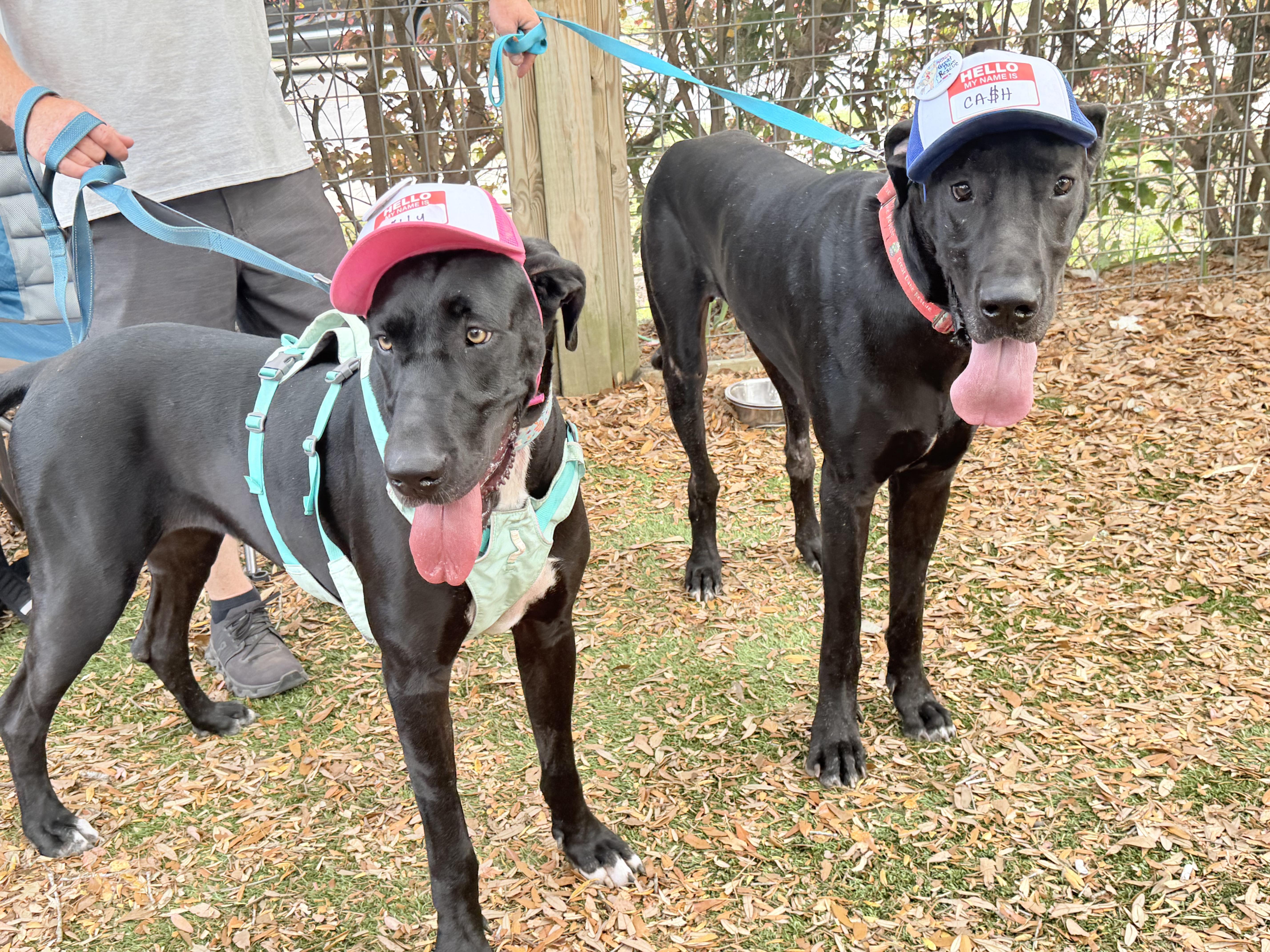 Kash with a K, a ADOPTABLE Great Dane in Pensacola, FL image 5/6
