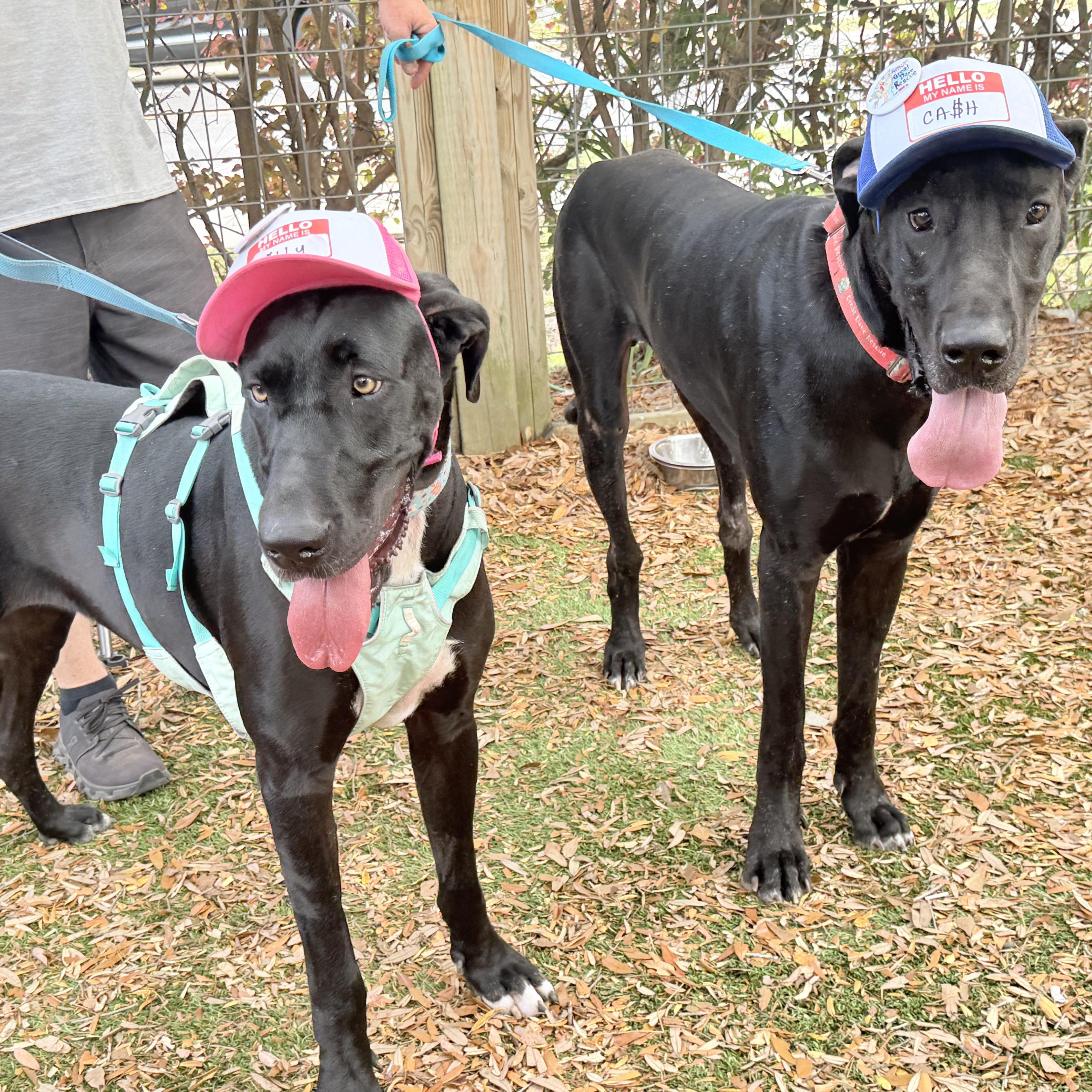 Enlarge Kash with a K, a Adoptable Great Dane in Pensacola, FL image 4/6