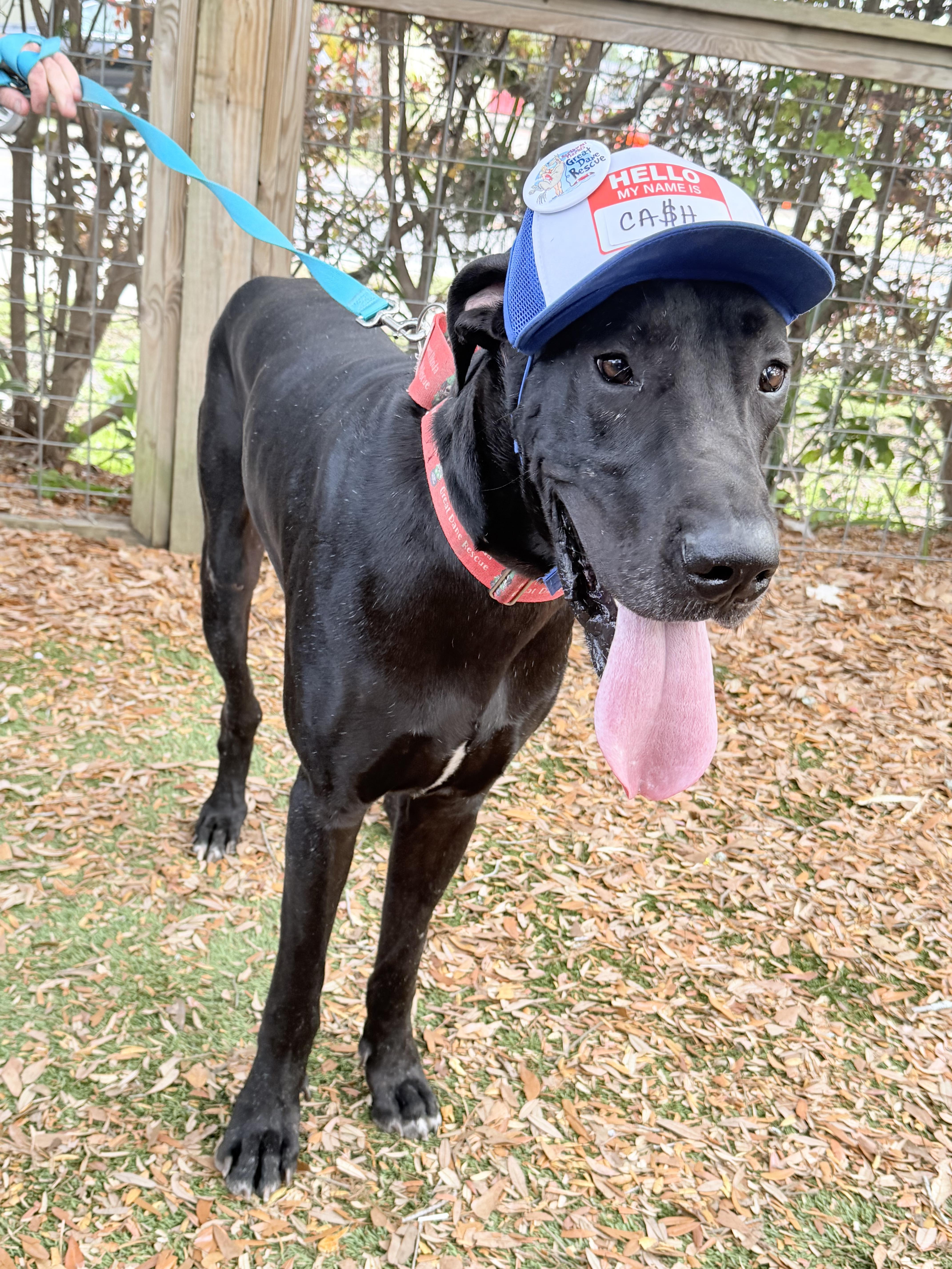 Kash with a K, a ADOPTABLE Great Dane in Pensacola, FL image 4/6