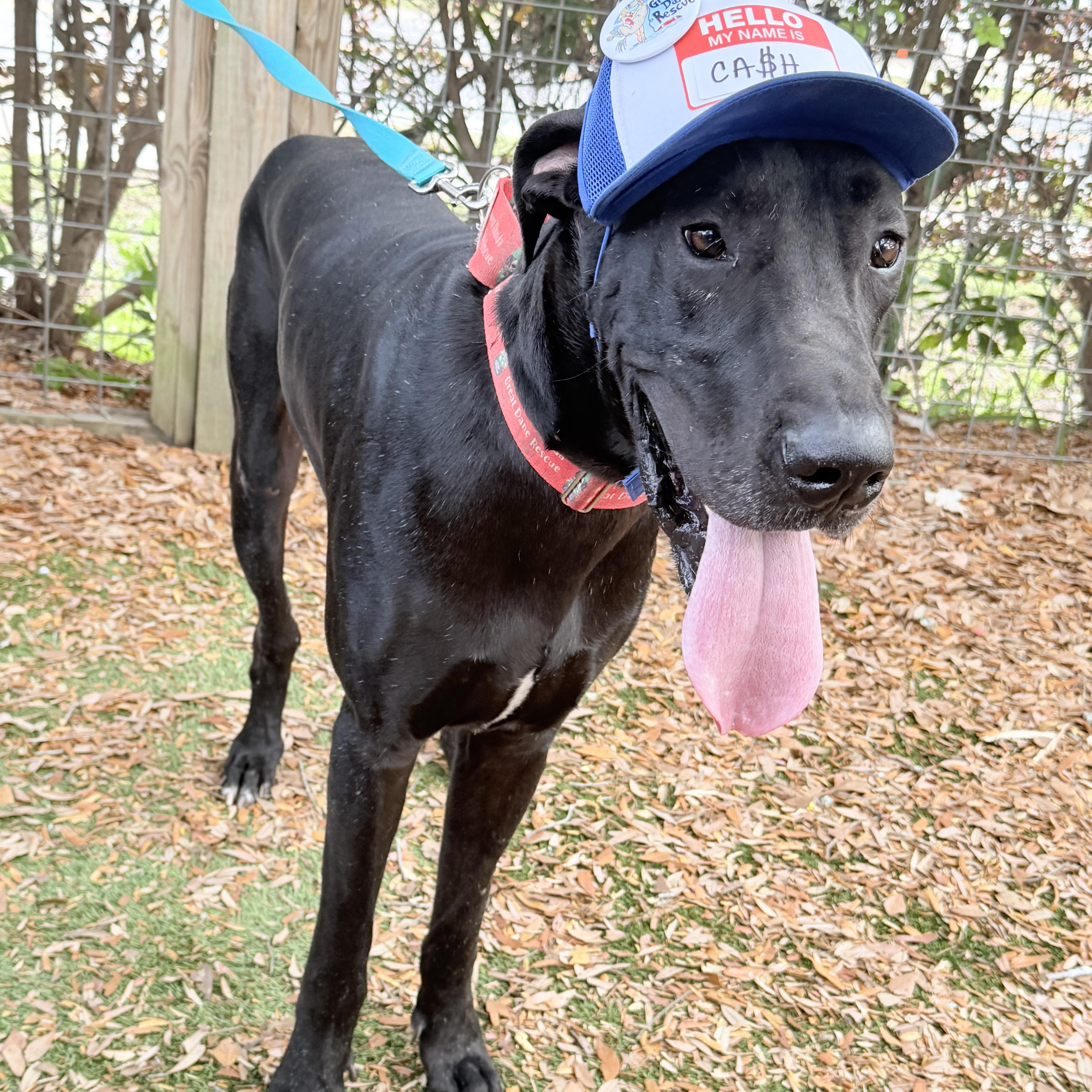 Enlarge Kash with a K, a Adoptable Great Dane in Pensacola, FL image 1/6