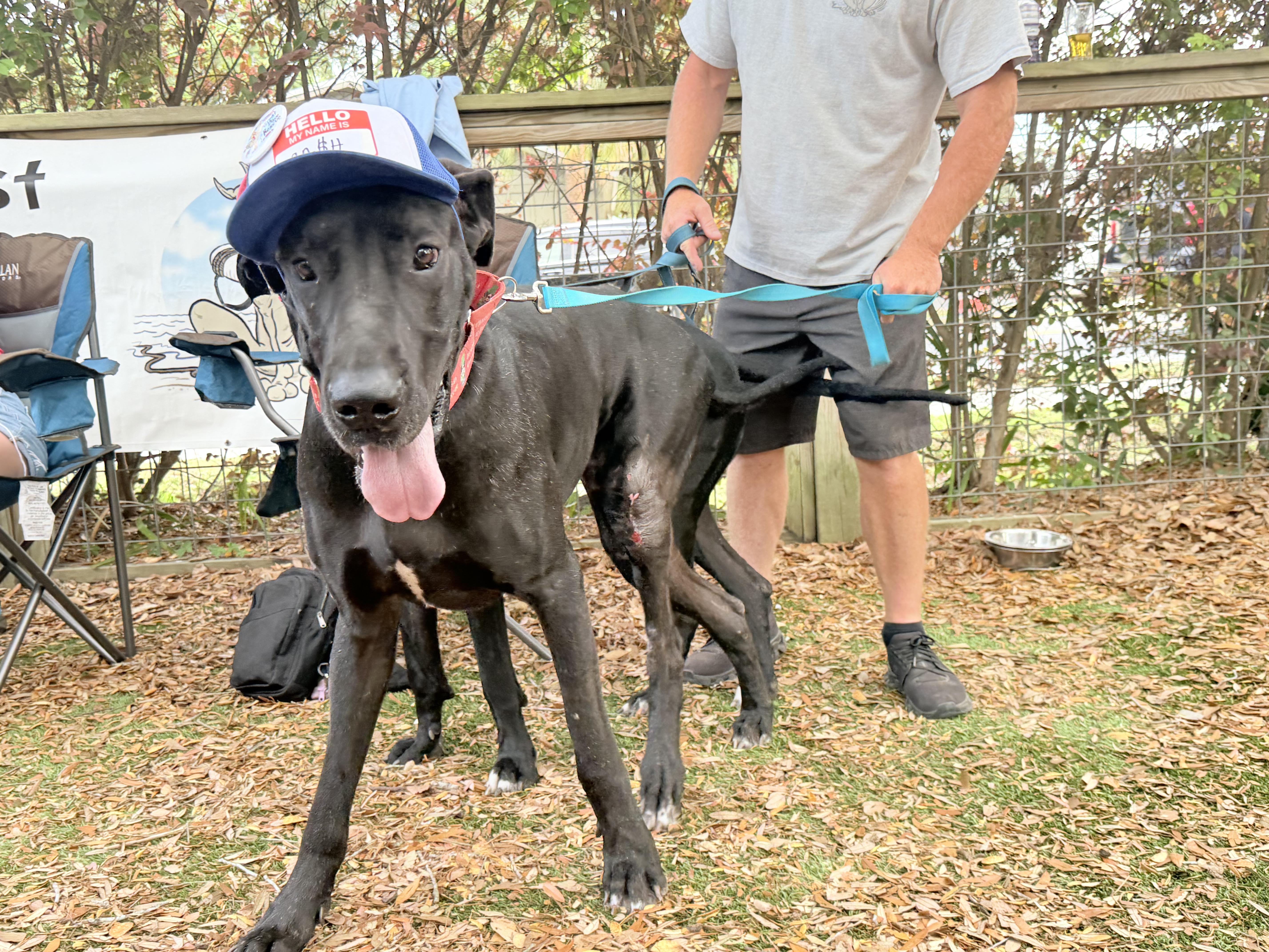 Kash with a K, a ADOPTABLE Great Dane in Pensacola, FL image 2/6