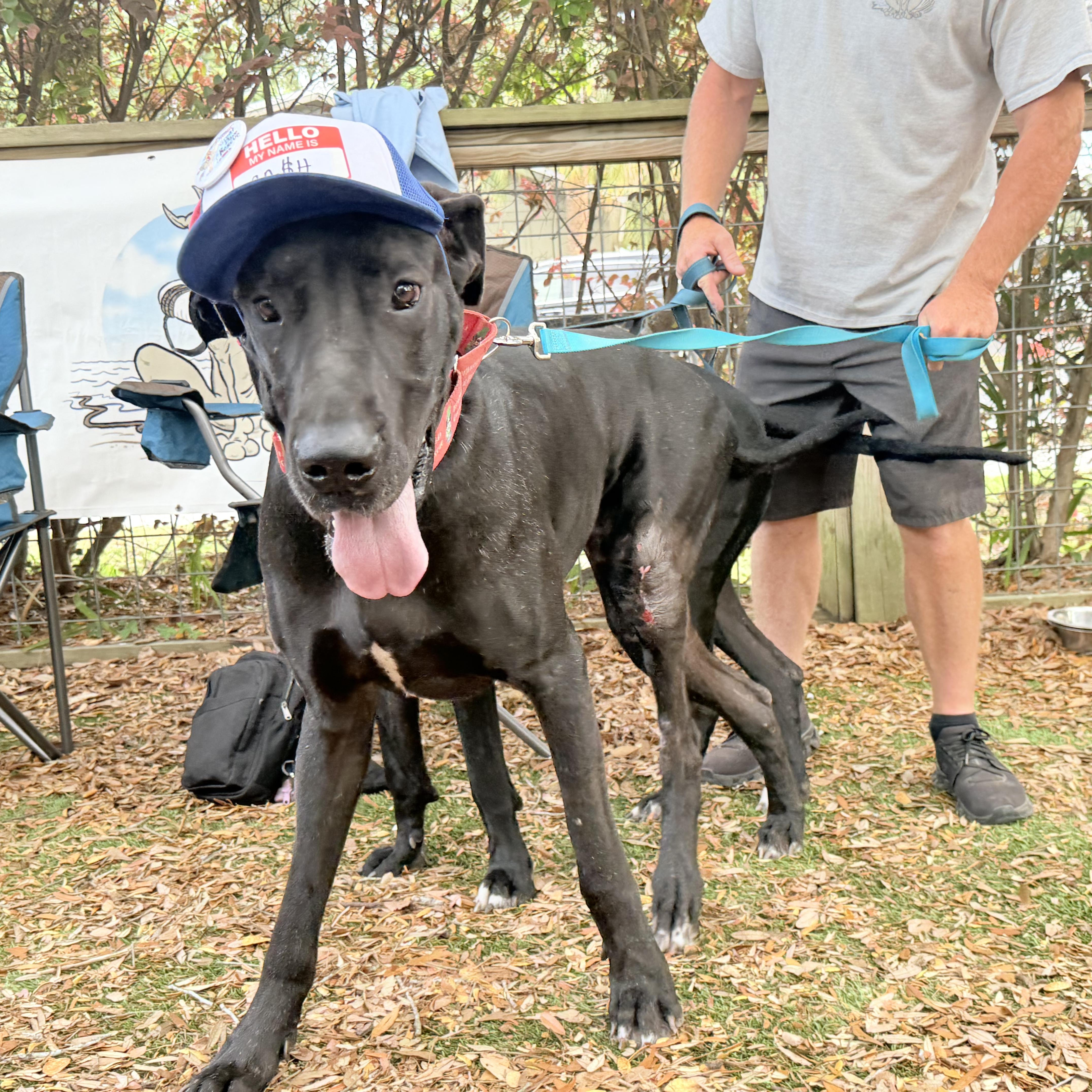 Enlarge Kash with a K, a Adoptable Great Dane in Pensacola, FL image 2/6