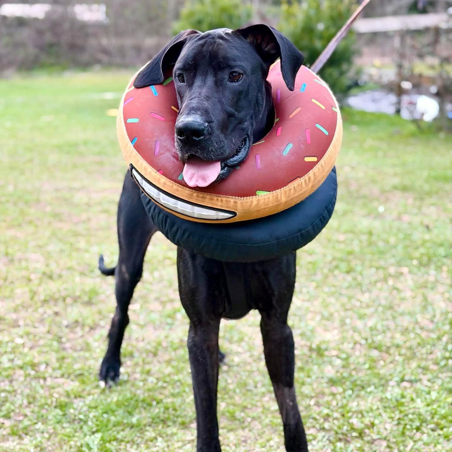 Enlarge Kash with a K, a Adoptable Great Dane in Pensacola, FL image 6/6