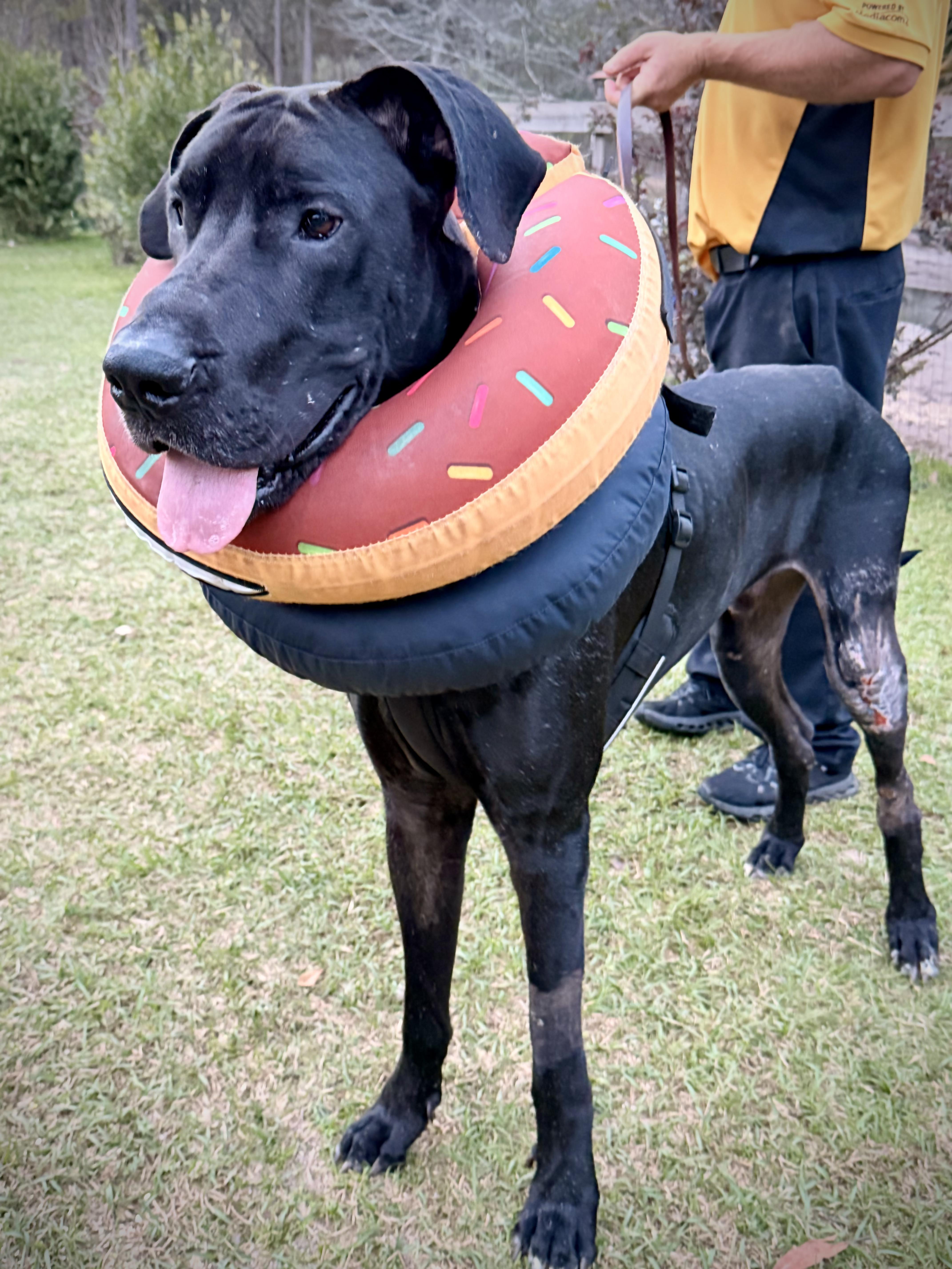 Kash with a K, ADOPTABLE, Young Male Great Dane.