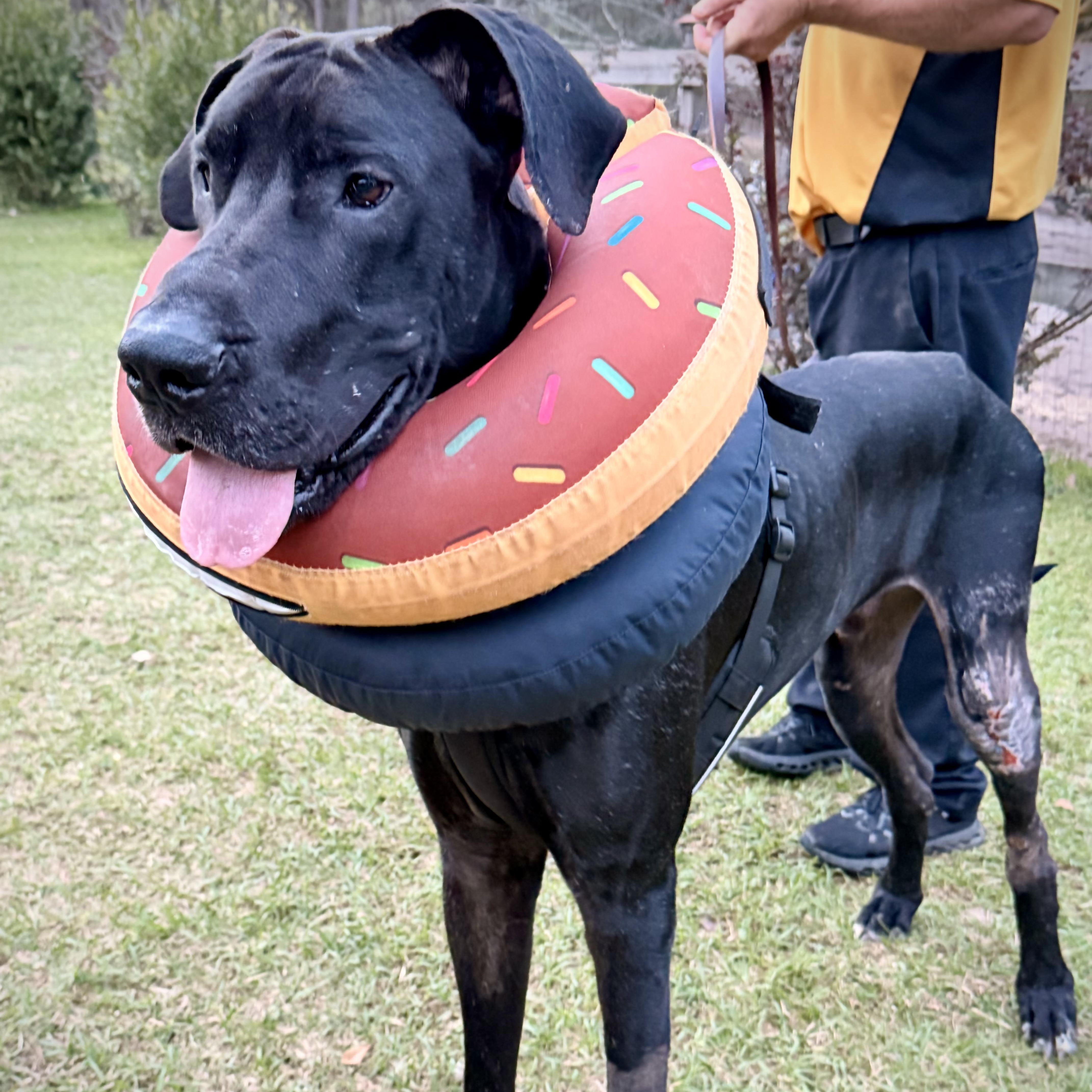 Kash with a K, a ADOPTABLE Great Dane in Pensacola, FL image 1/6
