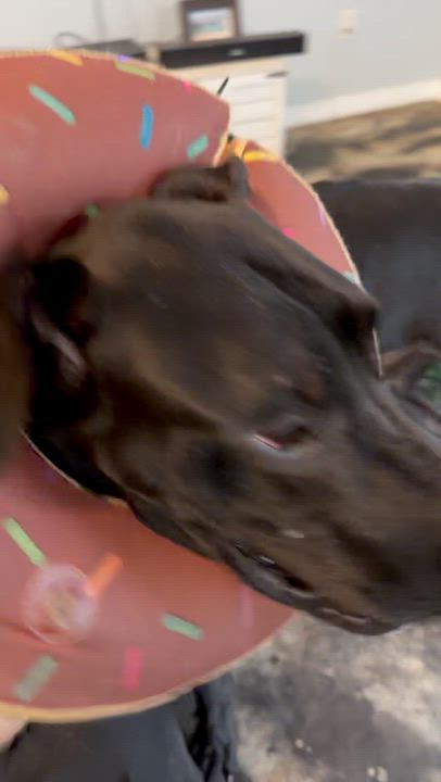 Enlarge Kash with a K, a ADOPTABLE Great Dane in Pensacola, FL video 6/6