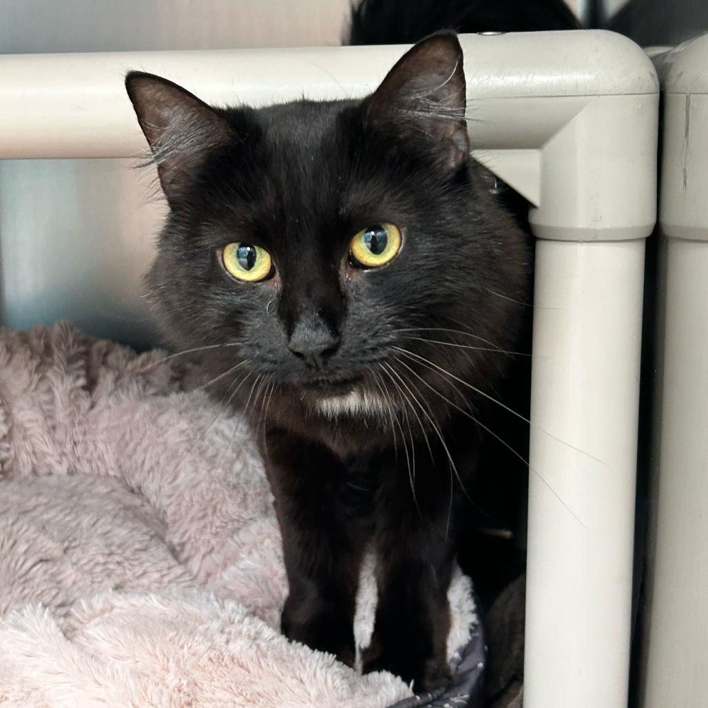 Enlarge Chip, a Adoptable Domestic Medium Hair in Perkiomenville, PA image 1/1