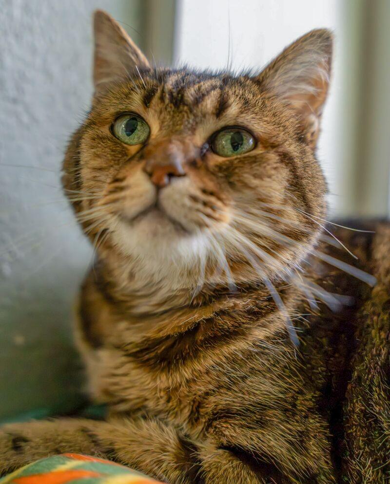 Enlarge Annabelle, a Adoptable Domestic Short Hair in Arlington, WA image 1/6