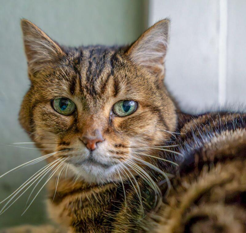 Enlarge Annabelle, a Adoptable Domestic Short Hair in Arlington, WA image 2/6