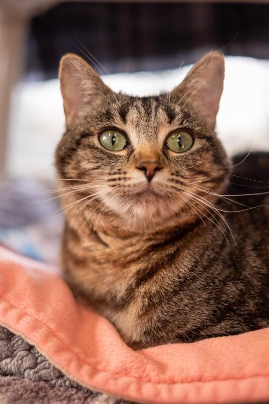 Enlarge Annabelle, a Adoptable Domestic Short Hair in Arlington, WA image 3/6
