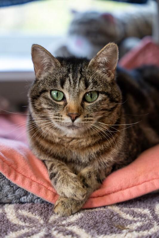 Enlarge Annabelle, a Adoptable Domestic Short Hair in Arlington, WA image 4/6