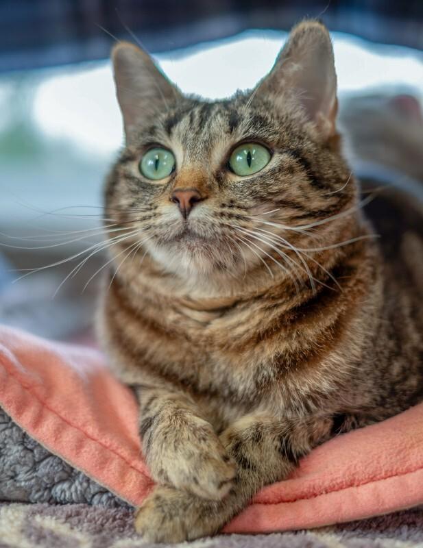 Enlarge Annabelle, a Adoptable Domestic Short Hair in Arlington, WA image 5/6