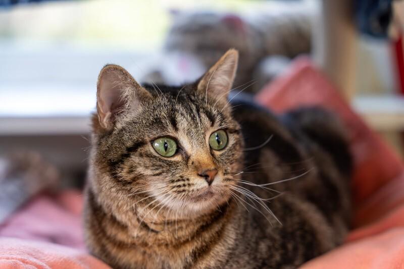 Enlarge Annabelle, a Adoptable Domestic Short Hair in Arlington, WA image 6/6