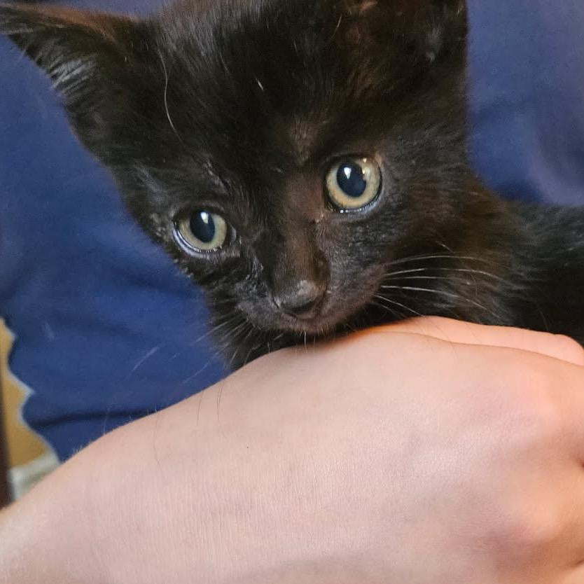 Enlarge Toku, a Adoptable Domestic Short Hair in Greenfield, IN image 3/6