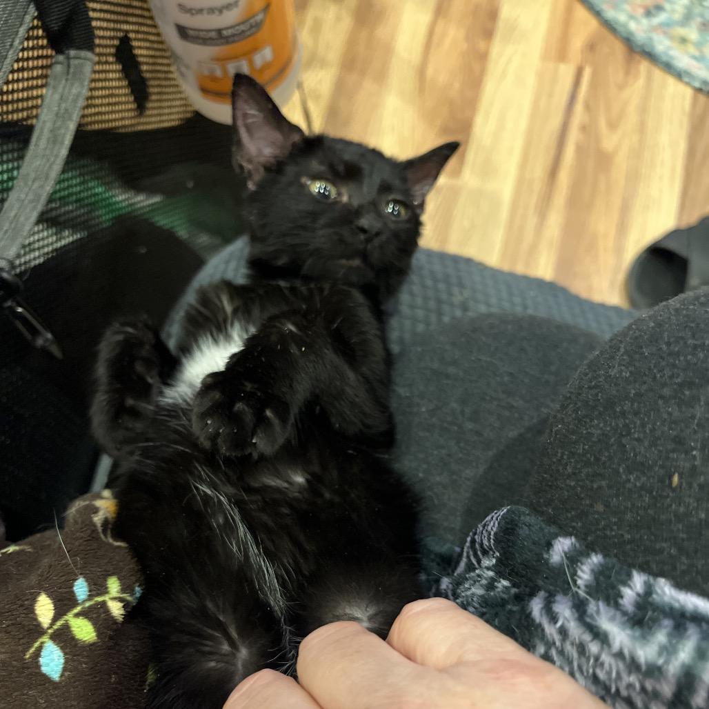 Enlarge Toku, a Adoptable Domestic Short Hair in Greenfield, IN image 4/6