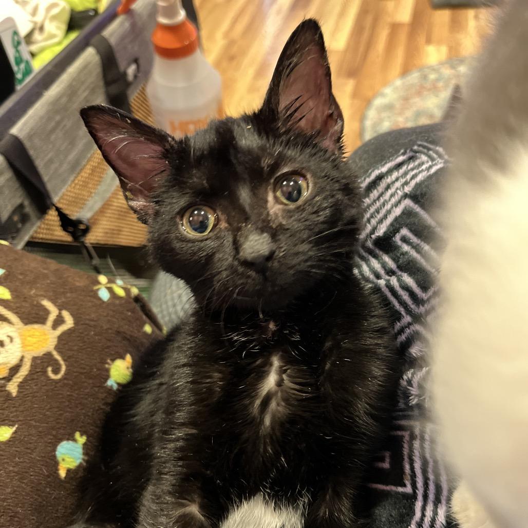 Enlarge Toku, a Adoptable Domestic Short Hair in Greenfield, IN image 5/6