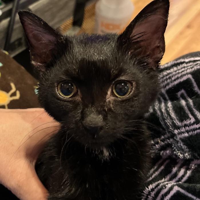 Enlarge Toku, a Adoptable Domestic Short Hair in Greenfield, IN image 6/6