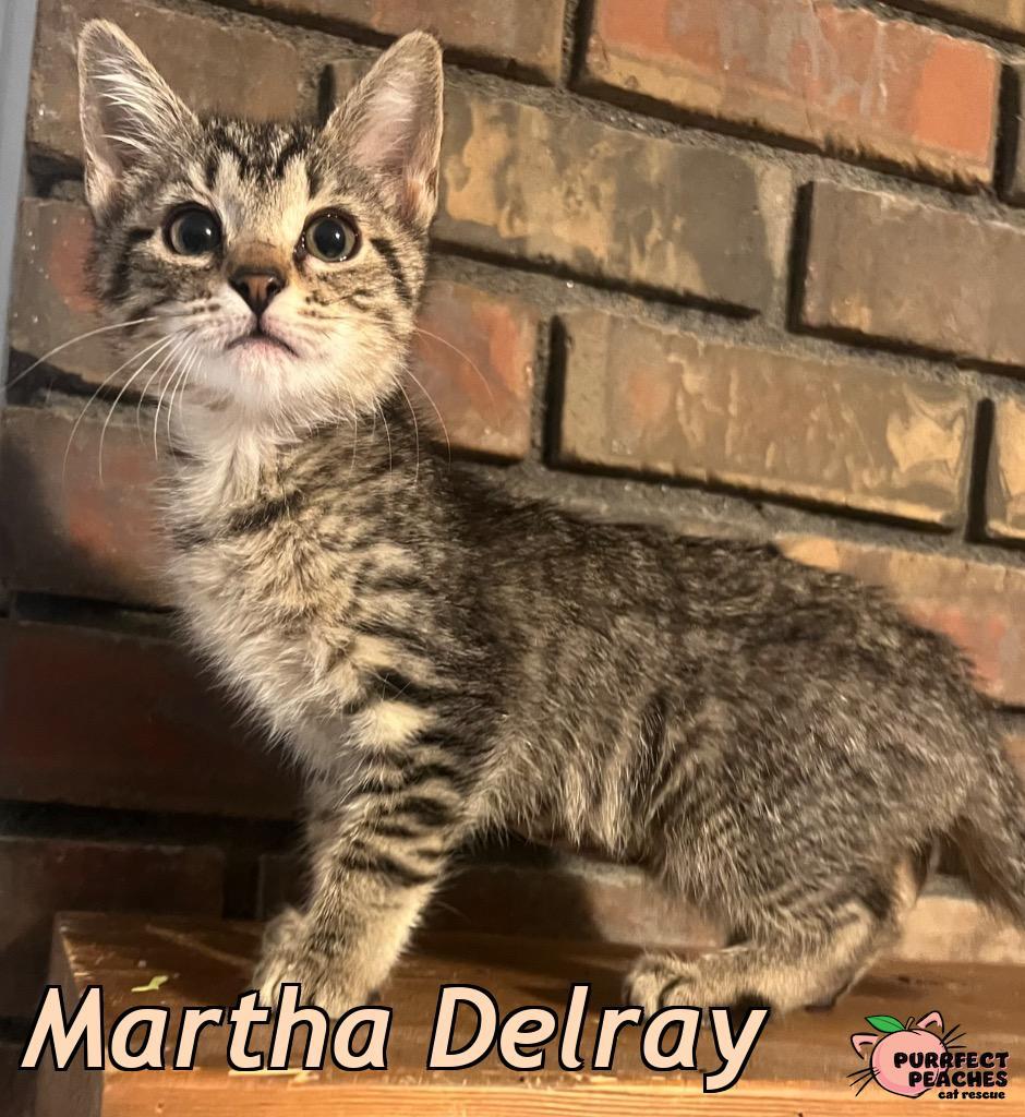 Enlarge Martha Delray, a Adoptable mixed breed in Douglasville, GA image 2/2