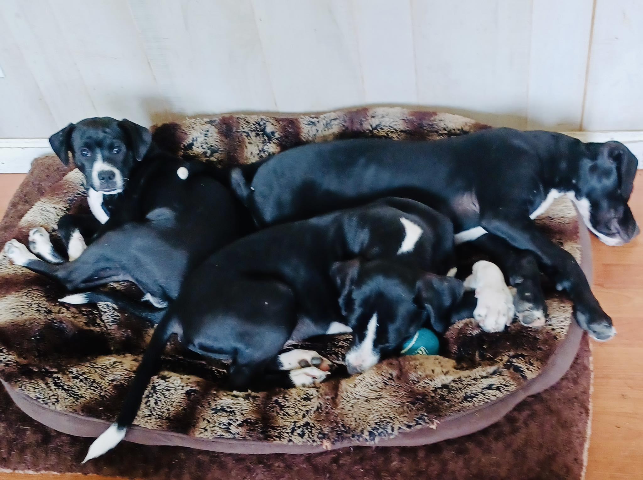 Jimmy, a Adopted mixed breed in Mount Holly, NJ image 2/6