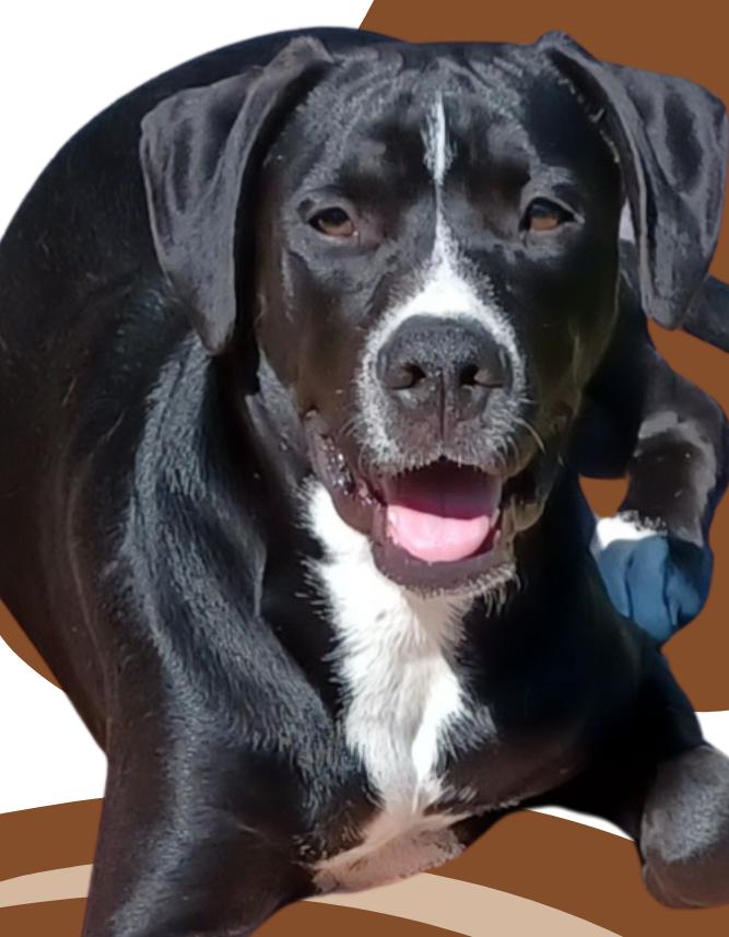 Jimmy, a Adopted mixed breed in Mount Holly, NJ image 1/6