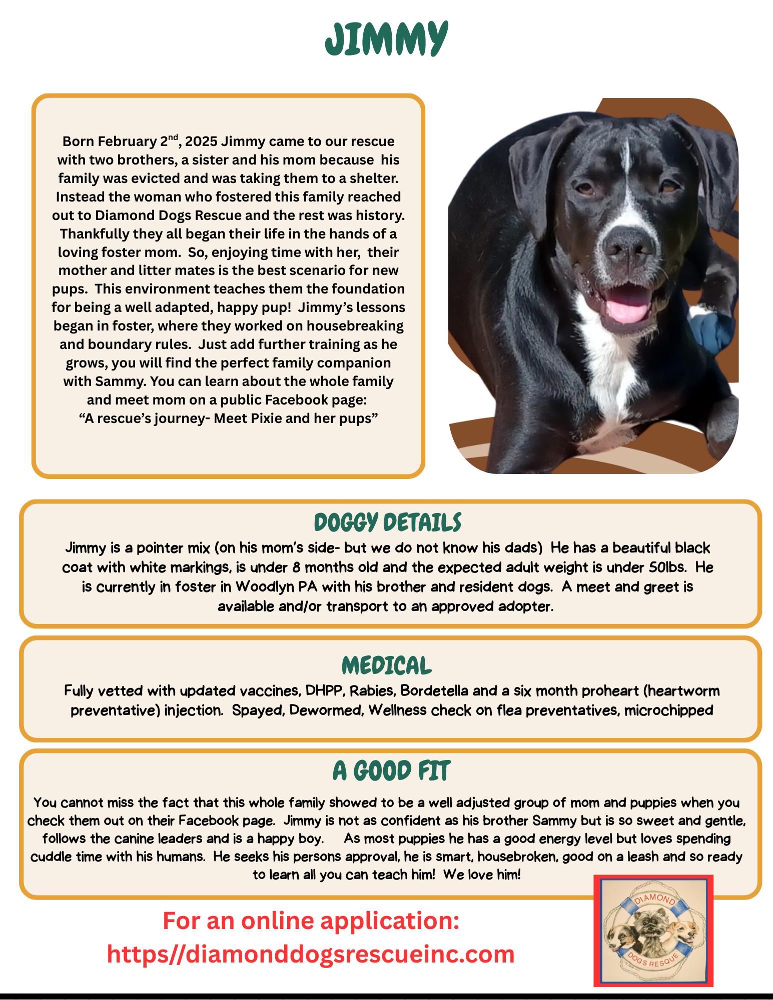 Jimmy, a Adopted mixed breed in Mount Holly, NJ image 6/6