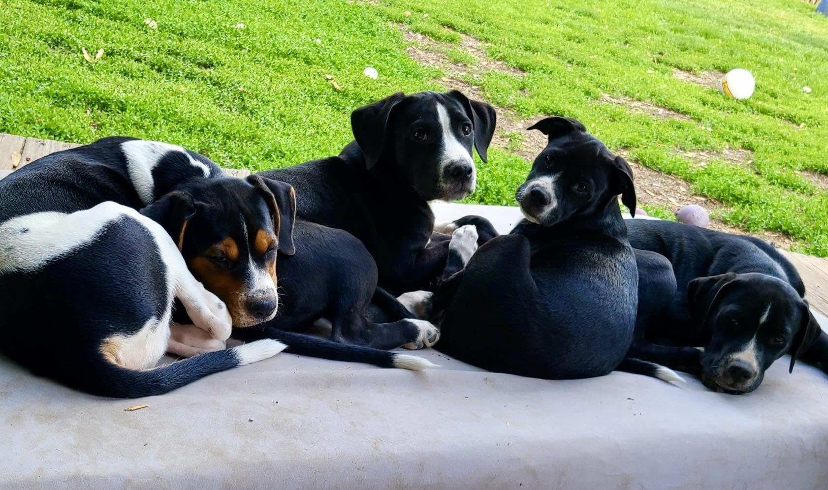 Jimmy, a Adopted mixed breed in Mount Holly, NJ image 4/6