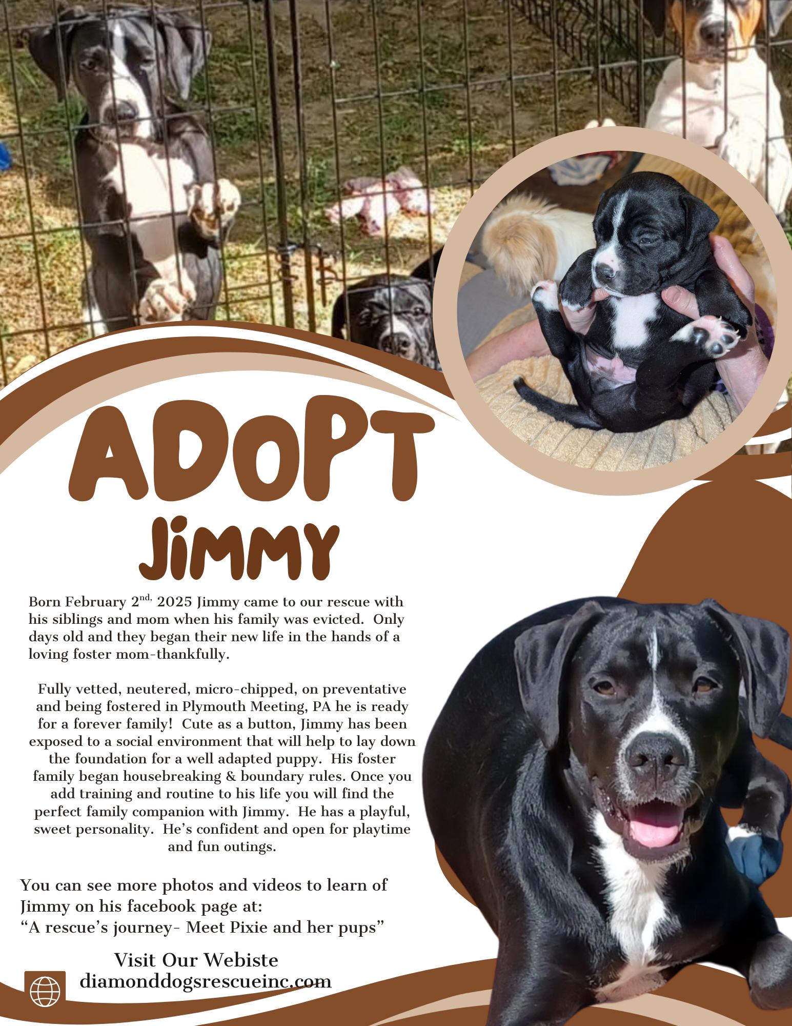 Jimmy, a Adopted mixed breed in Mount Holly, NJ image 3/6