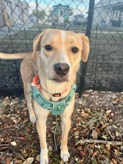 Chloe, ADOPTABLE, Young Female Labrador Retriever.