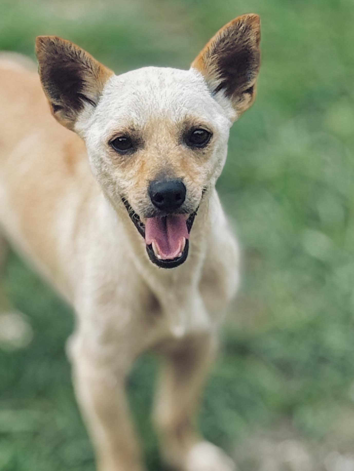 Caesar, Young Male Mixed Breed