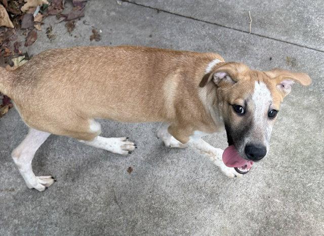 Enlarge Edward, a Adoptable Coonhound in Carrollton, GA image 1/3