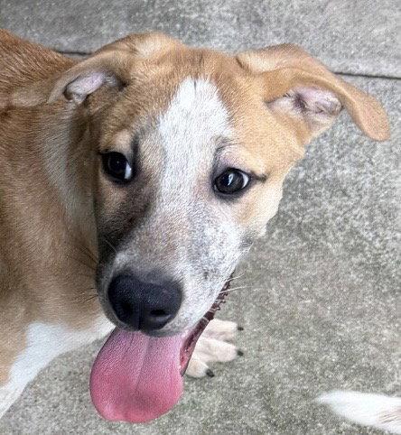 Enlarge Edward, a Adoptable Coonhound in Carrollton, GA image 2/3