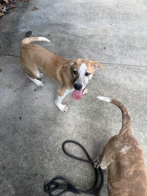Enlarge Edward, a Adoptable Coonhound in Carrollton, GA image 3/3