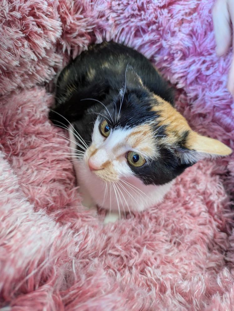 Chloe, Adoptable, Young Female Domestic Short Hair.