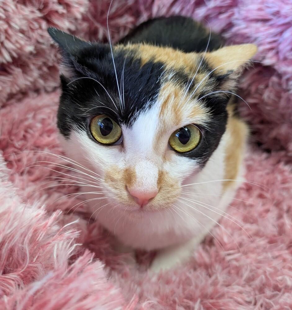 Enlarge Chloe, a Adoptable Domestic Short Hair in Raleigh, NC image 2/3