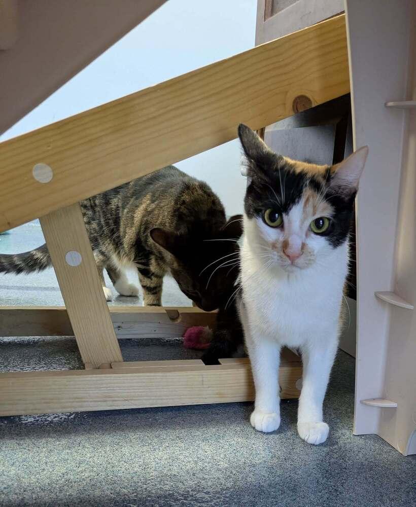 Enlarge Chloe, a Adoptable Domestic Short Hair in Raleigh, NC image 3/3